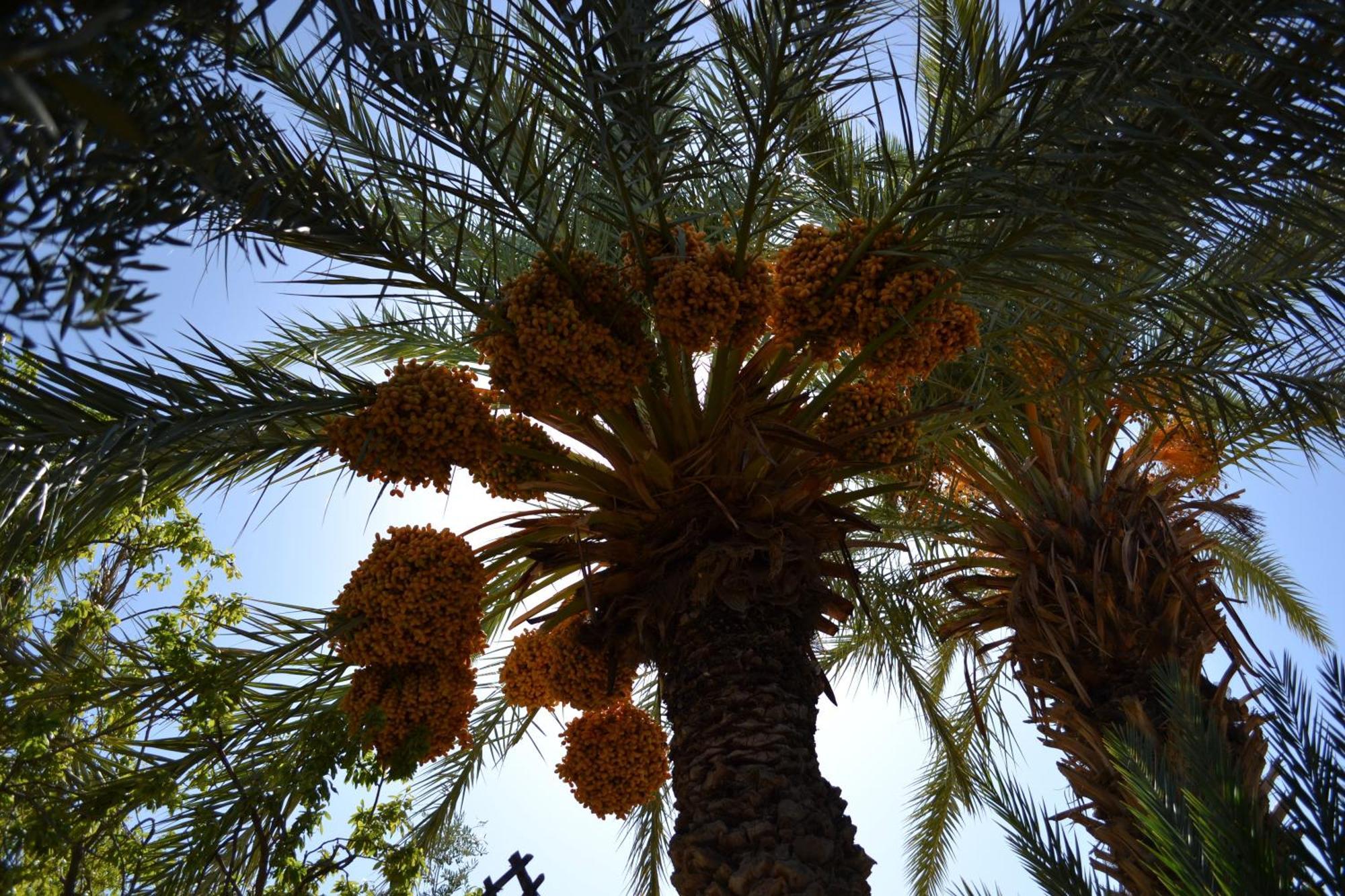Dar Lorkam Bed & Breakfast Skoura Exterior foto
